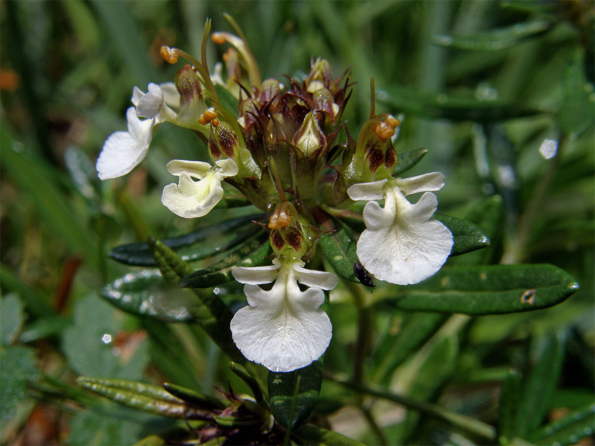 Ožanka chlumní (Teucrium montanum L.)