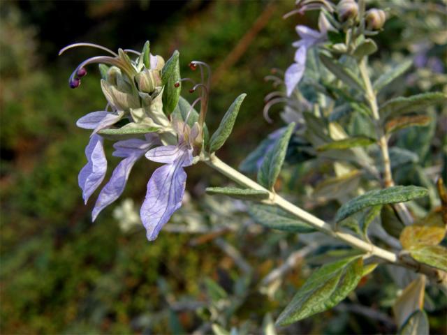 Ožanka křovitá (Teucrium fruticans L.)