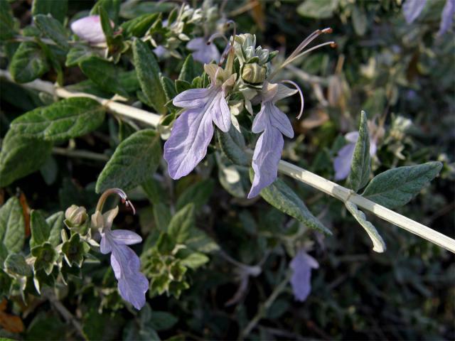 Ožanka křovitá (Teucrium fruticans L.)