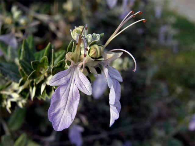 Ožanka křovitá (Teucrium fruticans L.)