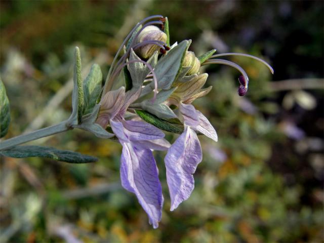 Ožanka křovitá (Teucrium fruticans L.)