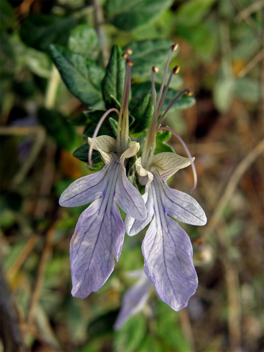 Ožanka křovitá (Teucrium fruticans L.)