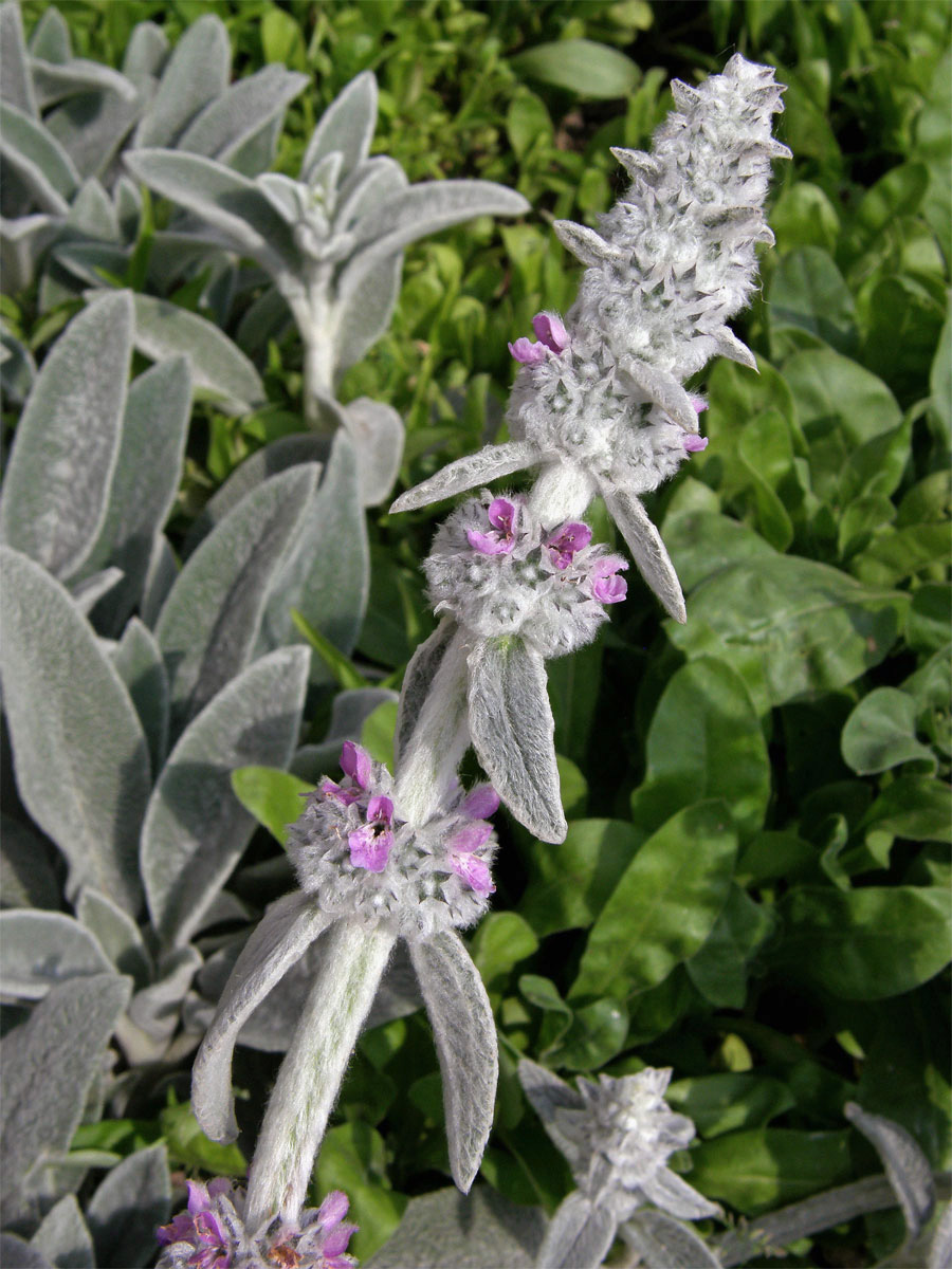 Čistec vlnatý (Stachys byzantina C. Koch)