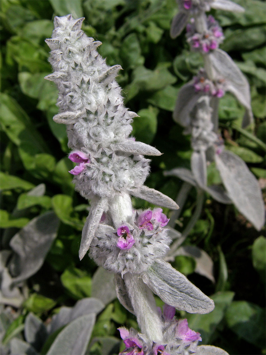 Čistec vlnatý (Stachys byzantina C. Koch)