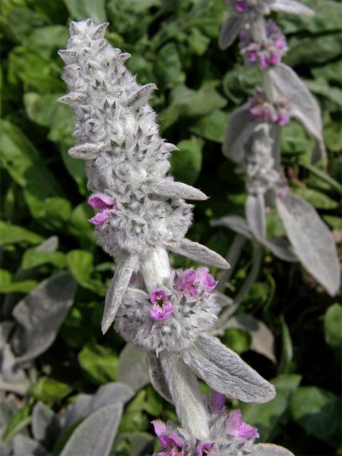 Čistec vlnatý (Stachys byzantina C. Koch)