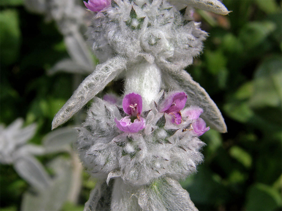 Čistec vlnatý (Stachys byzantina C. Koch)