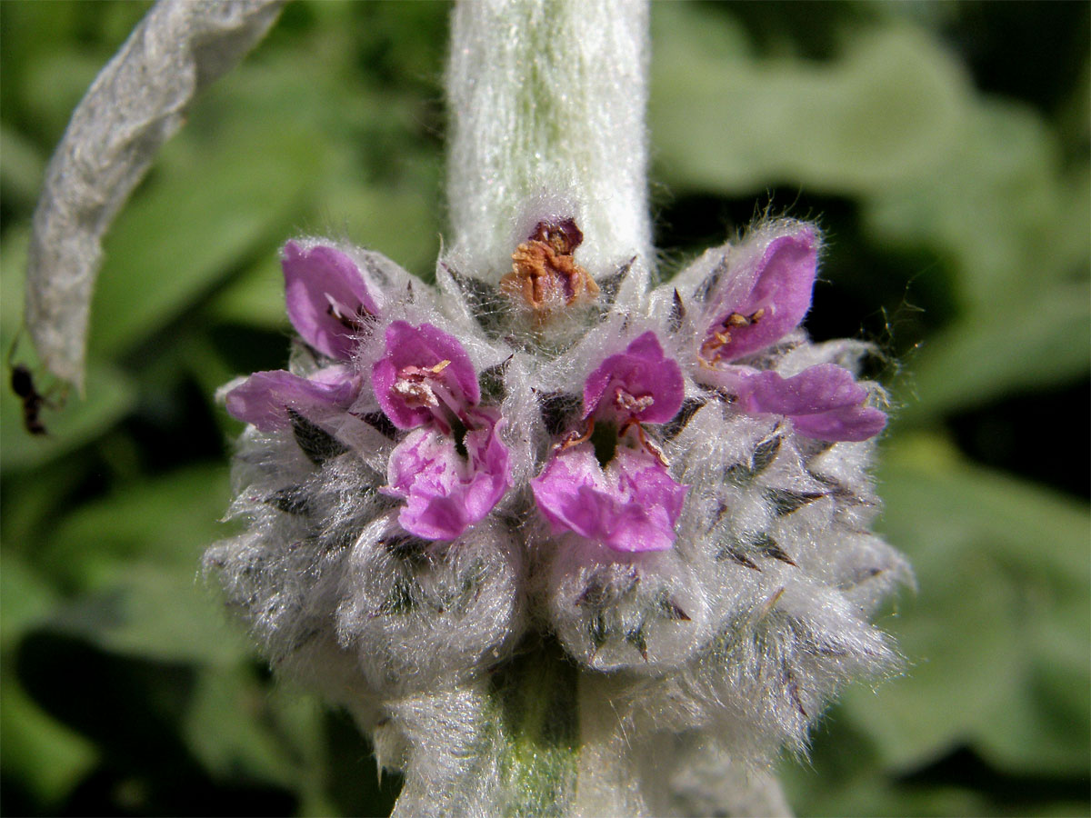 Čistec vlnatý (Stachys byzantina C. Koch)