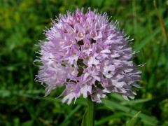 Hlavinka horská (Traunsteinera globosa (L.) Rchb.)