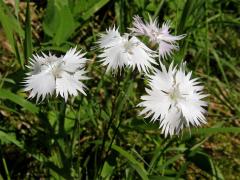 Hvozdík Lumnitzerův (Dianthus lumnitzeri Wiesb.)