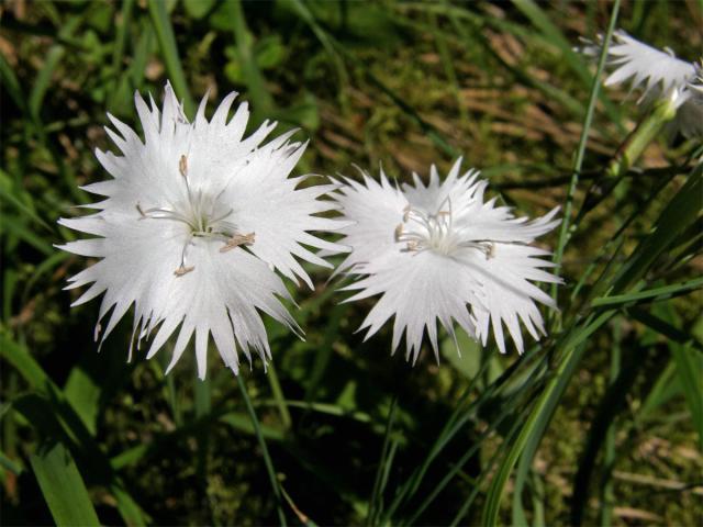 Hvozdík Lumnitzerův (Dianthus lumnitzeri Wiesb.)