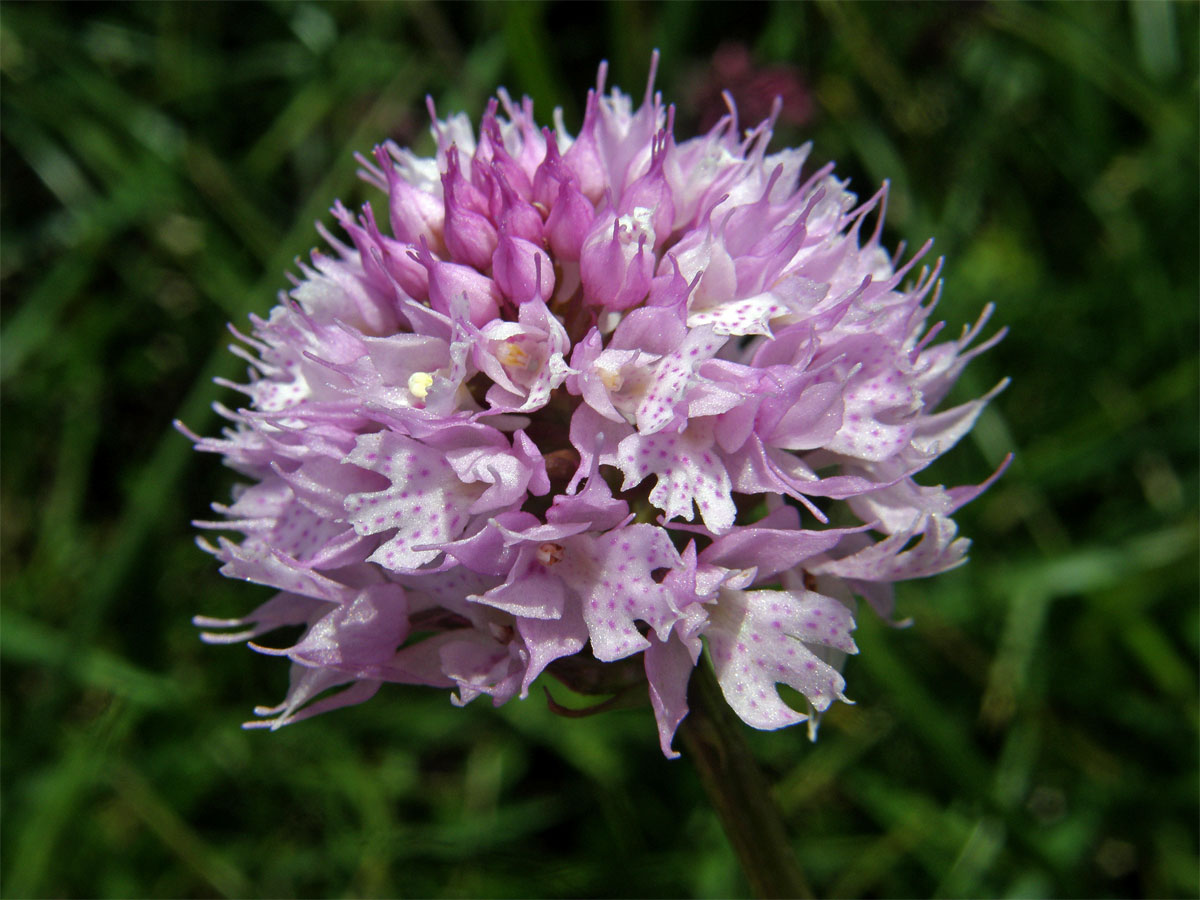 Hlavinka horská (Traunsteinera globosa (L.) Rchb.)