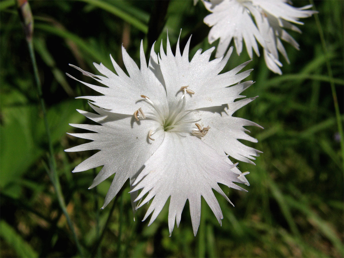 Hvozdík Lumnitzerův (Dianthus lumnitzeri Wiesb.)