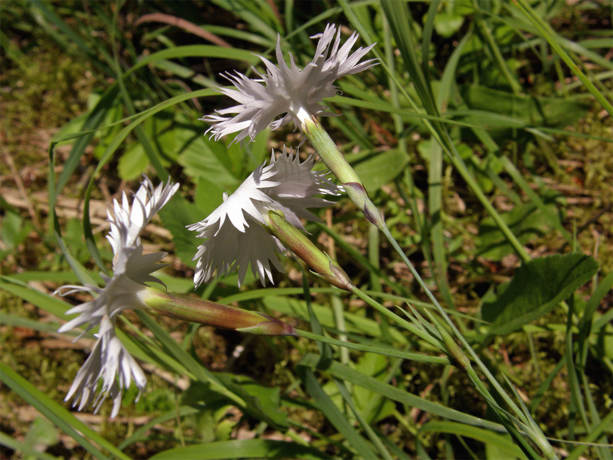 Hvozdík Lumnitzerův (Dianthus lumnitzeri Wiesb.)