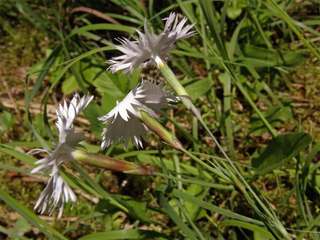 Hvozdík Lumnitzerův (Dianthus lumnitzeri Wiesb.)