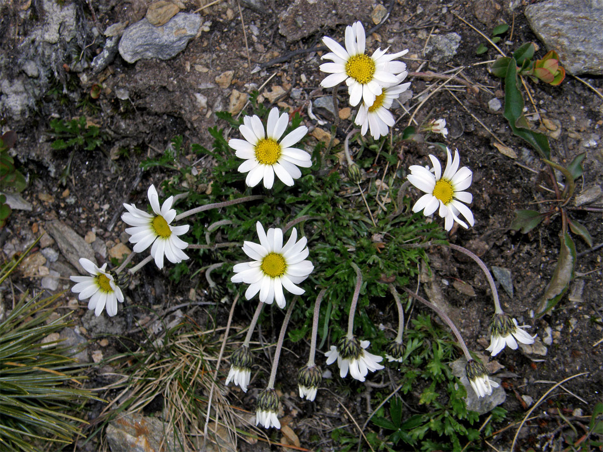 Kopretinka alpská (Leucanthemopsis alpina (L.) Heywood)