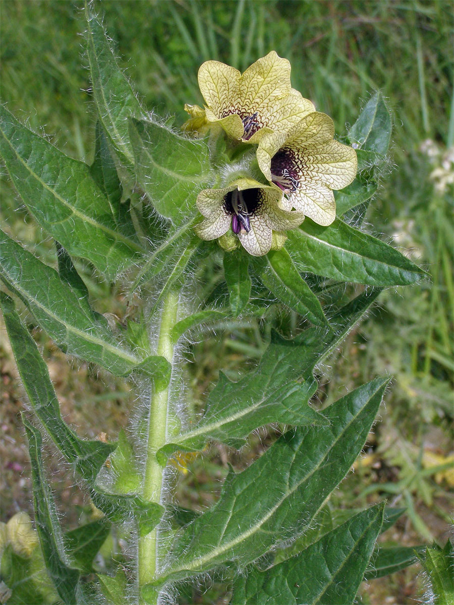 Blín černý (Hyoscyamus niger L.)