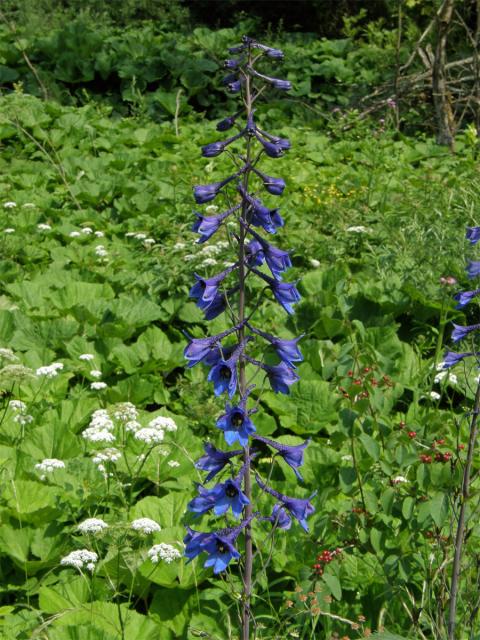 Stračka vyvýšená (Delphinium elatum L.)