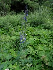 Stračka vyvýšená (Delphinium elatum L.)