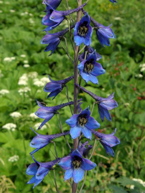 Stračka vyvýšená (Delphinium elatum L.)