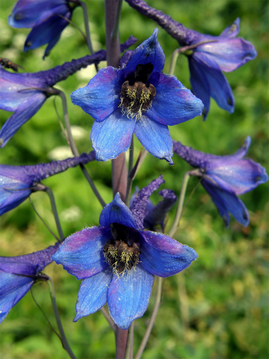 Stračka vyvýšená (Delphinium elatum L.)