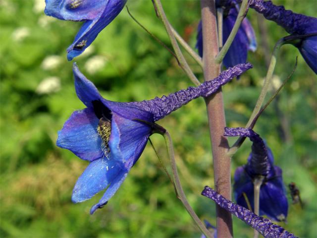 Stračka vyvýšená (Delphinium elatum L.)