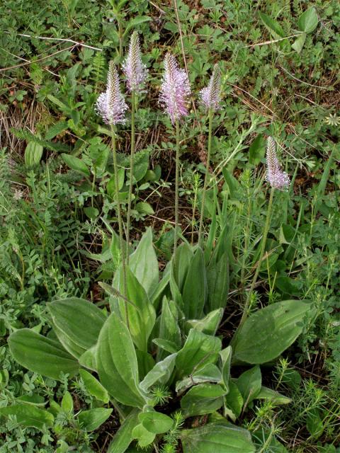 Jitrocel prostřední (Plantago media L.)