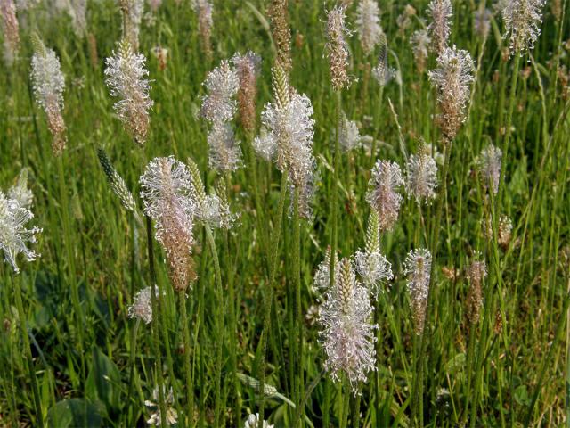 Jitrocel prostřední (Plantago media L.)