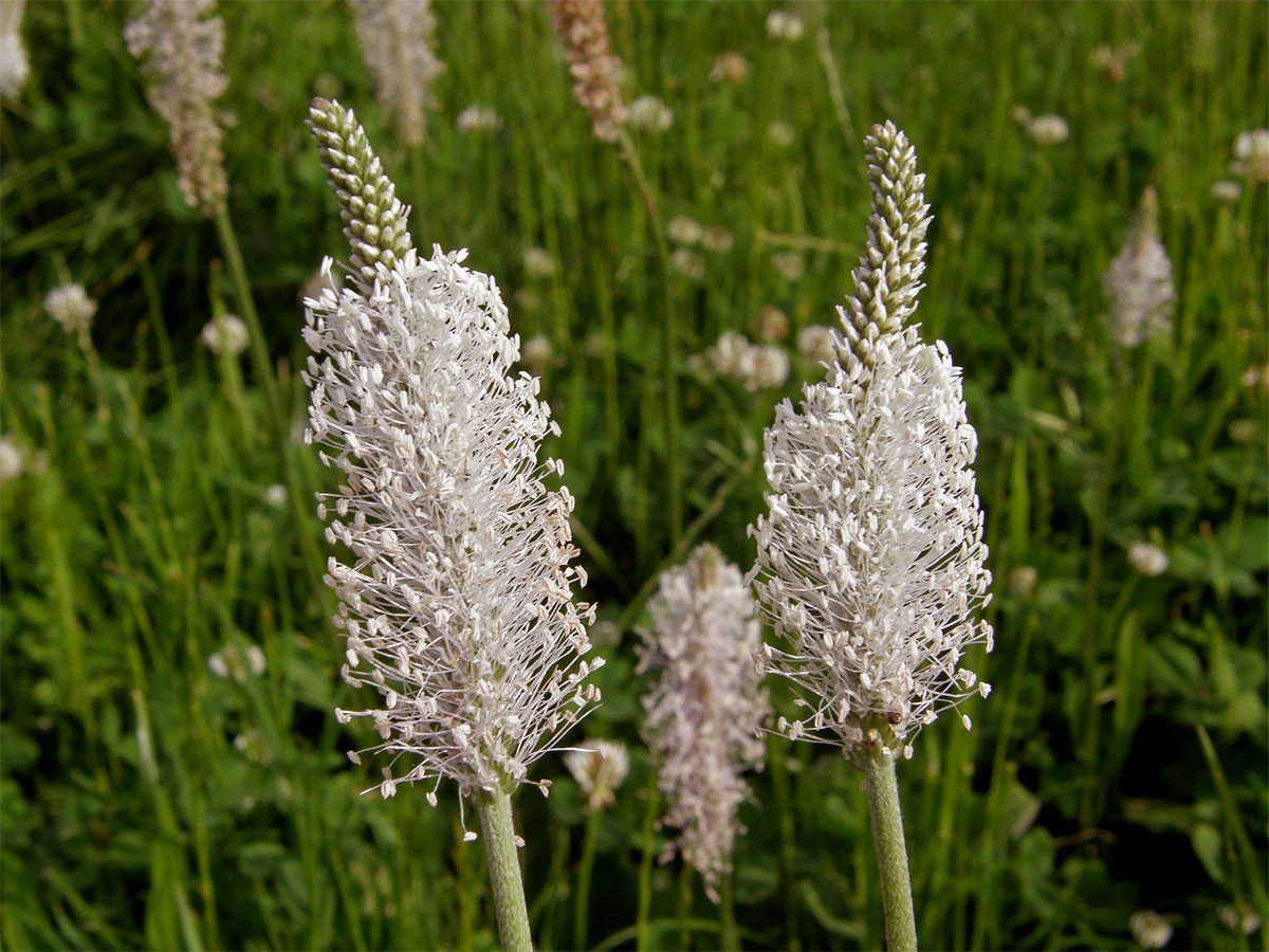 Jitrocel prostřední (Plantago media L.)