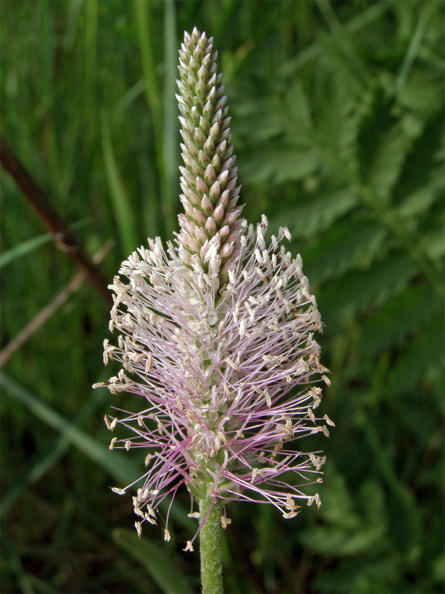 Jitrocel prostřední (Plantago media L.)