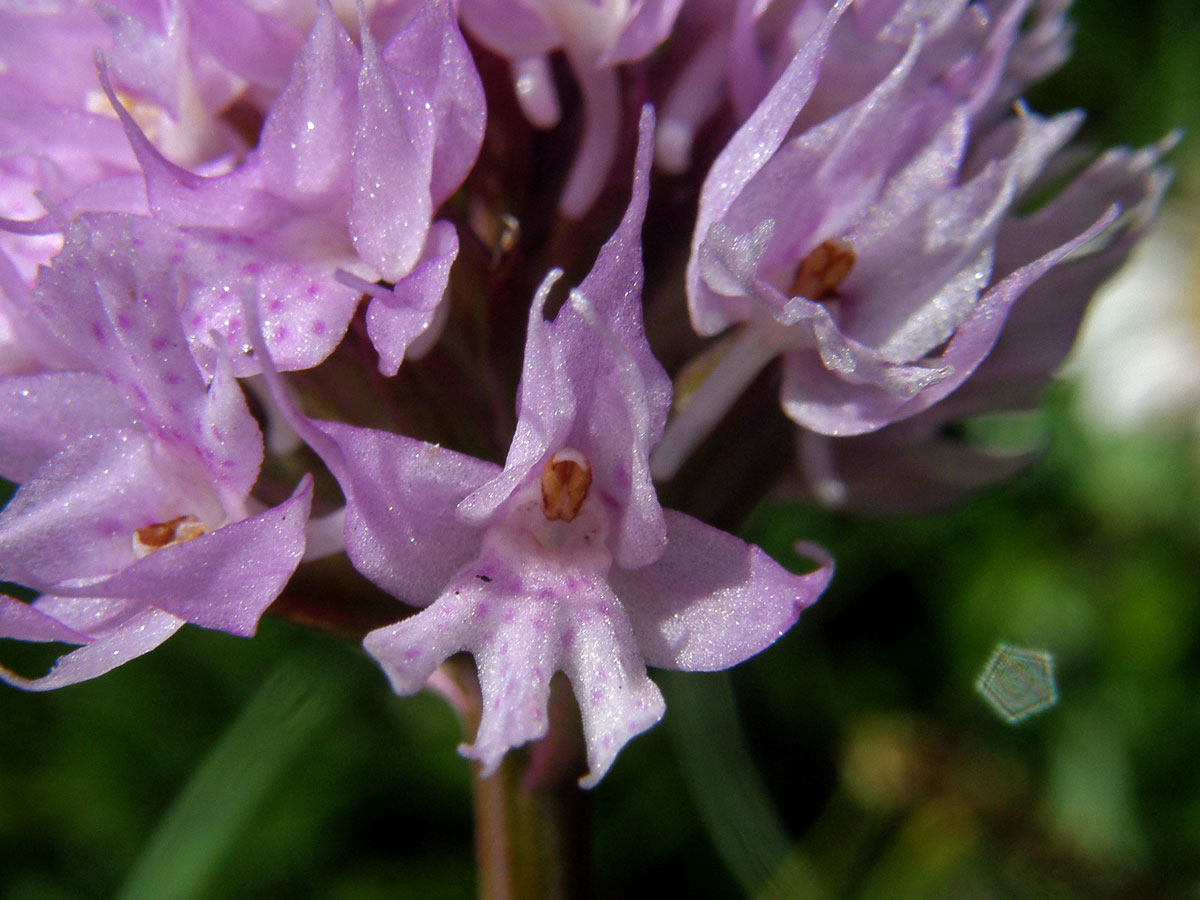 Hlavinka horská (Traunsteinera globosa (L.) Rchb.)