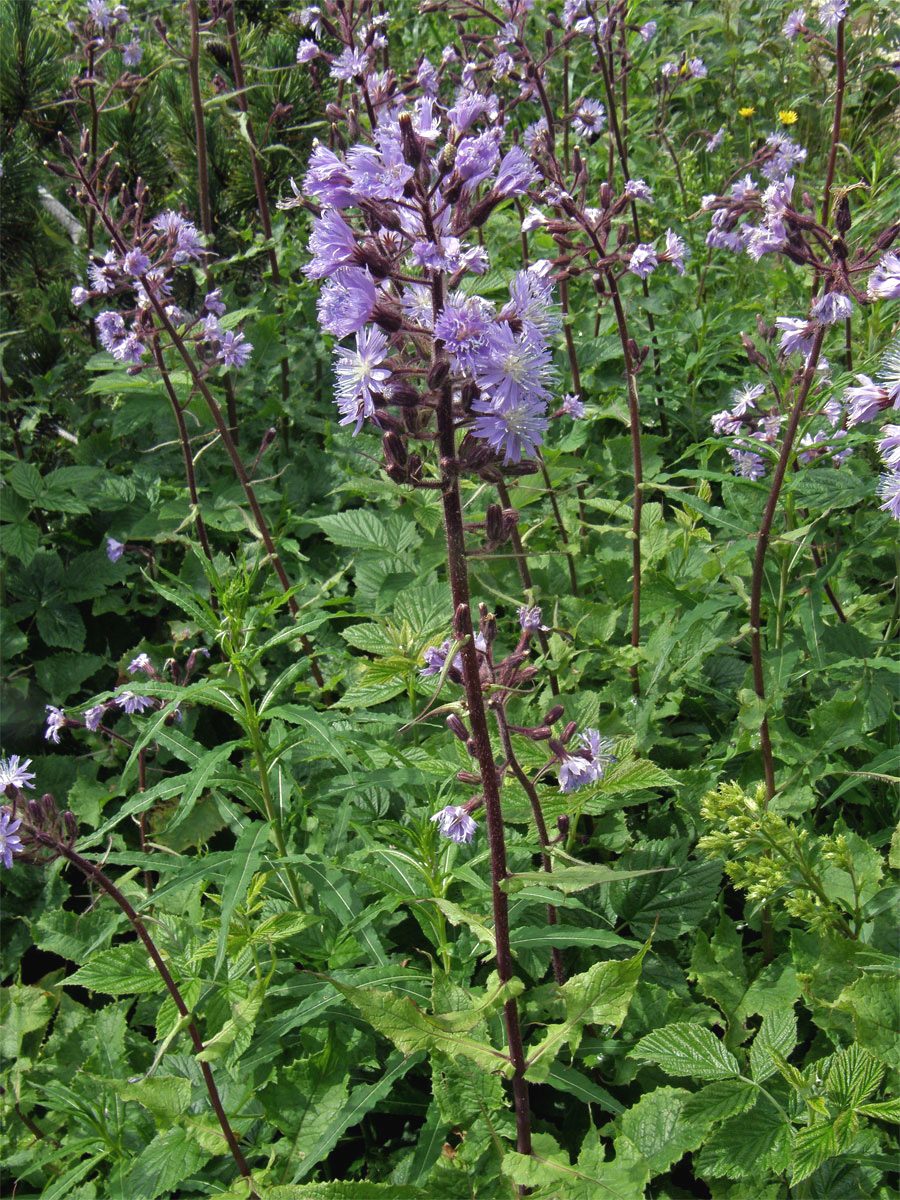 Mléčivec horský (Cicerbita alpina (L.) Wallr.)