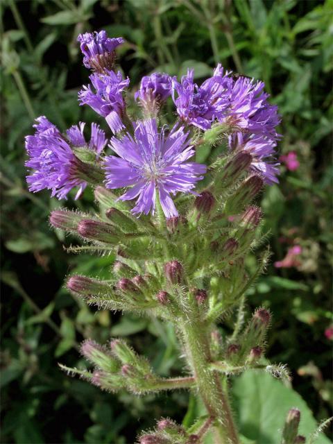 Mléčivec horský (Cicerbita alpina (L.) Wallr.)