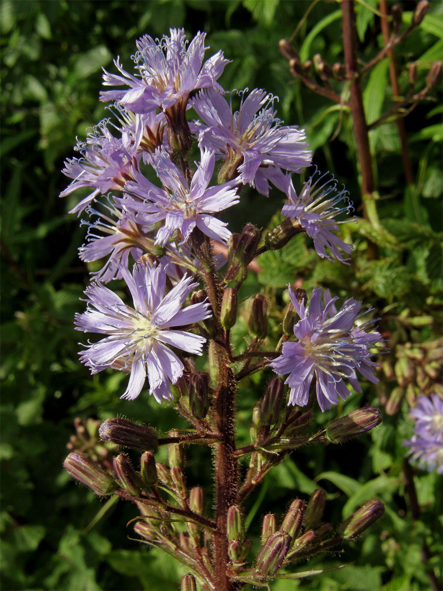 Mléčivec horský (Cicerbita alpina (L.) Wallr.)