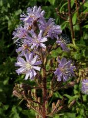 Mléčivec horský (Cicerbita alpina (L.) Wallr.)