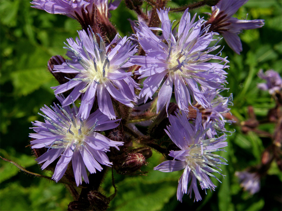 Mléčivec horský (Cicerbita alpina (L.) Wallr.)