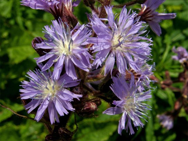 Mléčivec horský (Cicerbita alpina (L.) Wallr.)