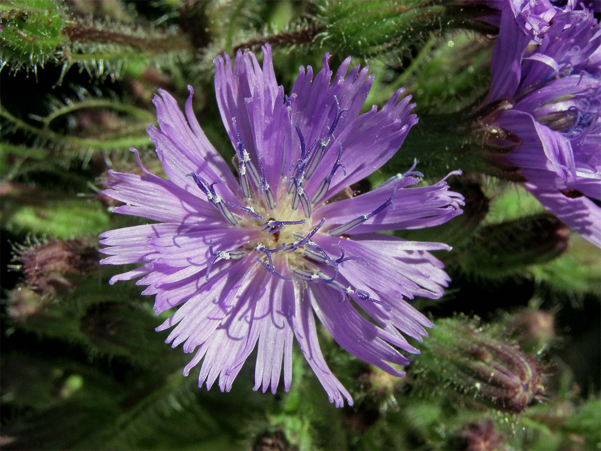 Mléčivec horský (Cicerbita alpina (L.) Wallr.)