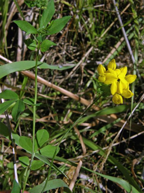 Štírovník bažinný (Lotus uliginosus Schkuhr)