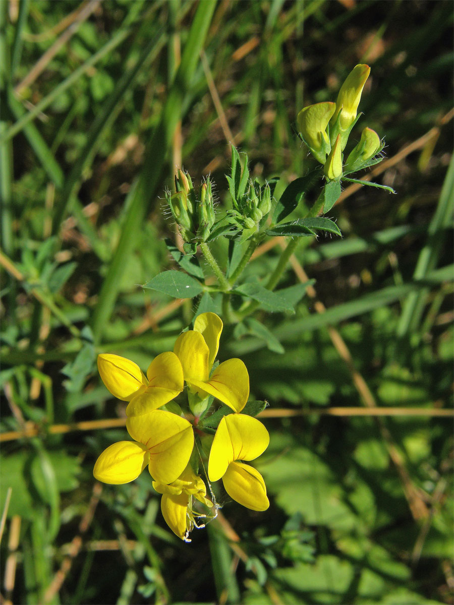 Štírovník bažinný (Lotus uliginosus Schkuhr)