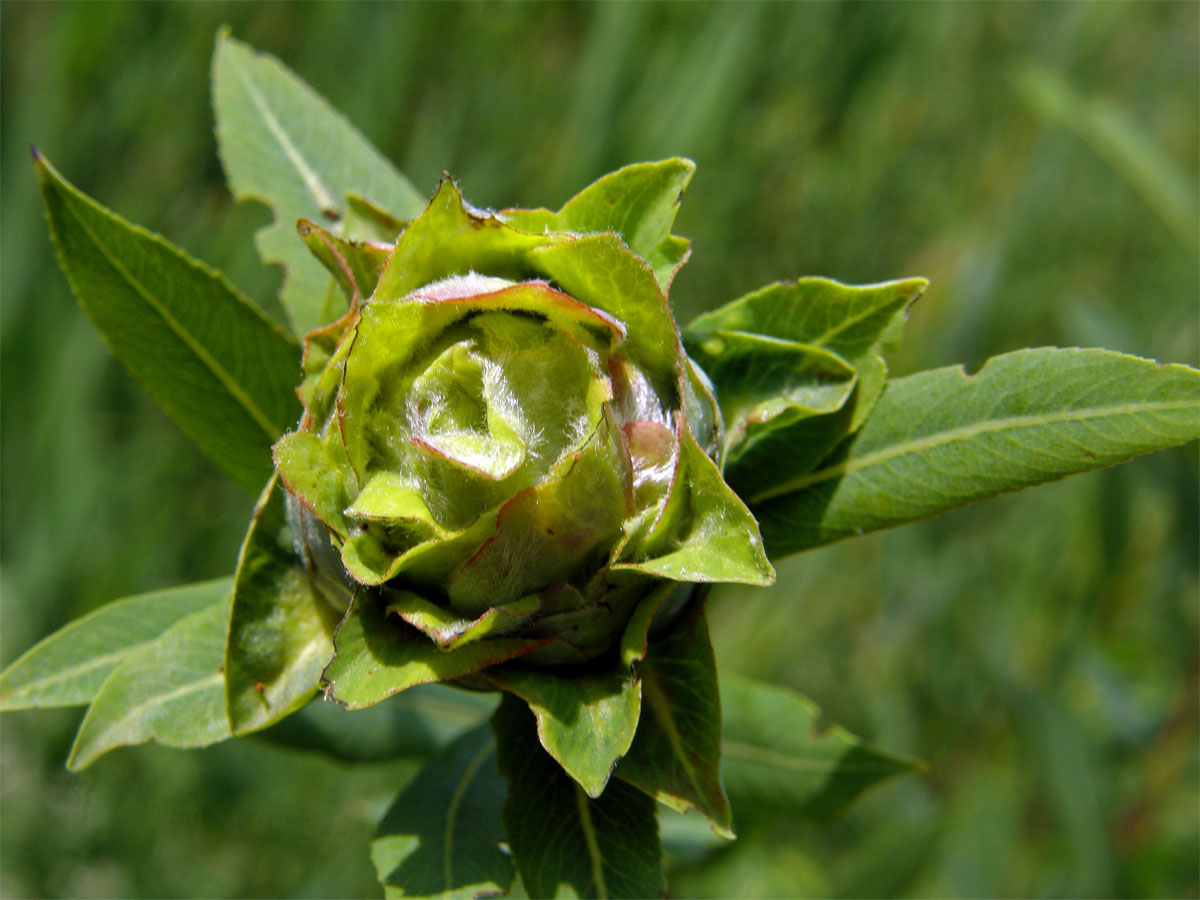 Hálky bejlomorky růžicové (Dasineura (Rhabdophaga) rosaria)