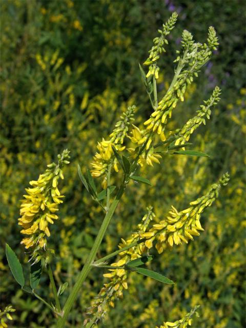 Komonice lékařská (Melilotus officinalis (L.) Palas)