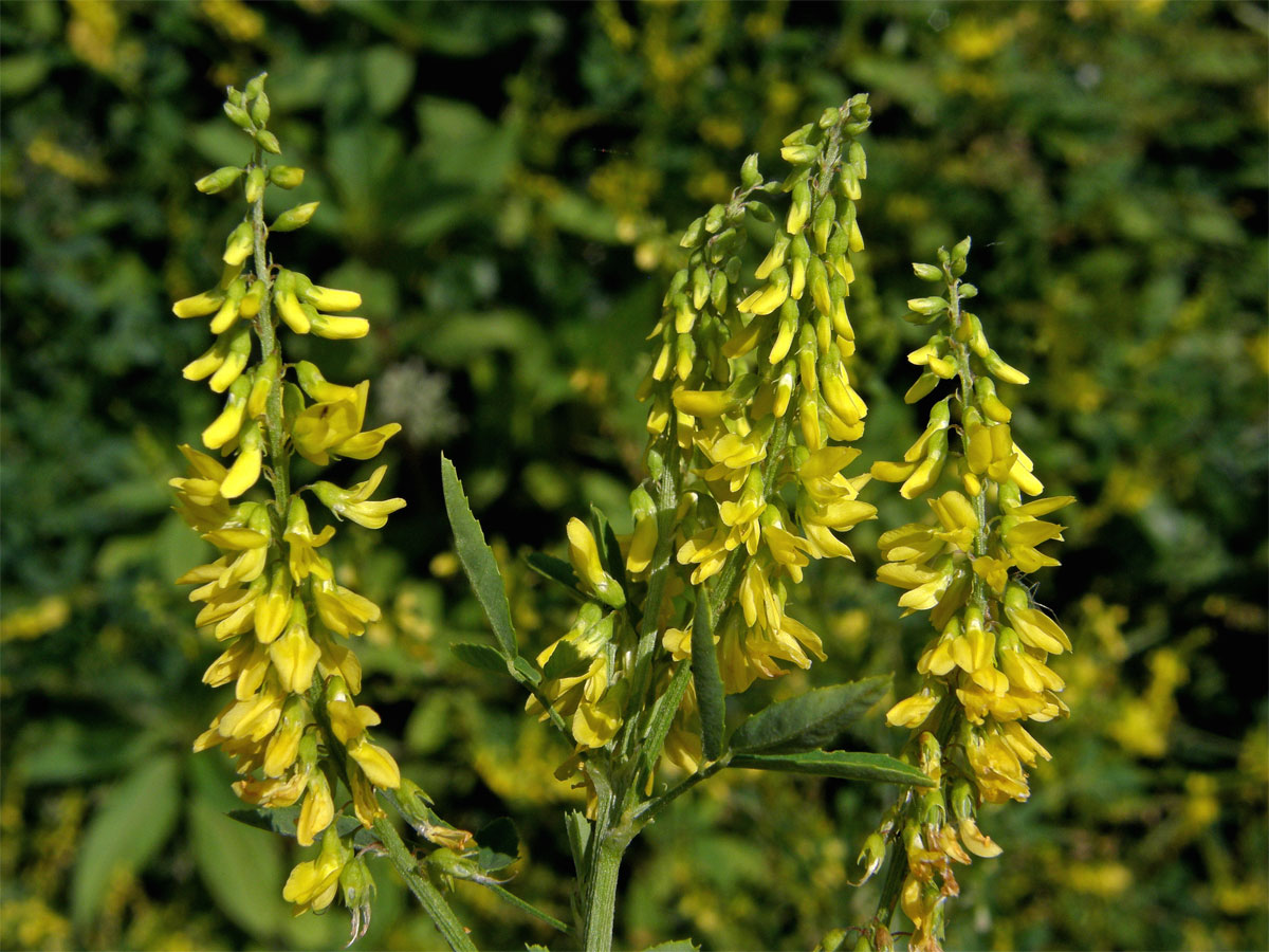 Komonice lékařská (Melilotus officinalis (L.) Palas)