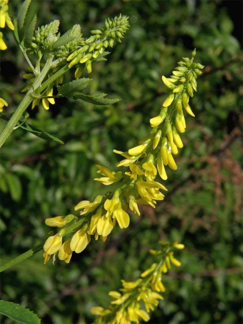 Komonice lékařská (Melilotus officinalis (L.) Palas)