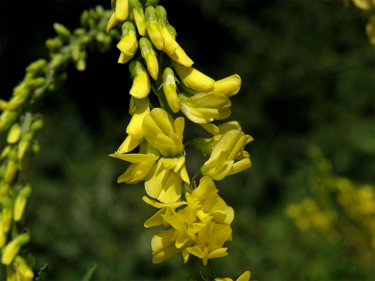 Komonice lékařská (Melilotus officinalis (L.) Palas)