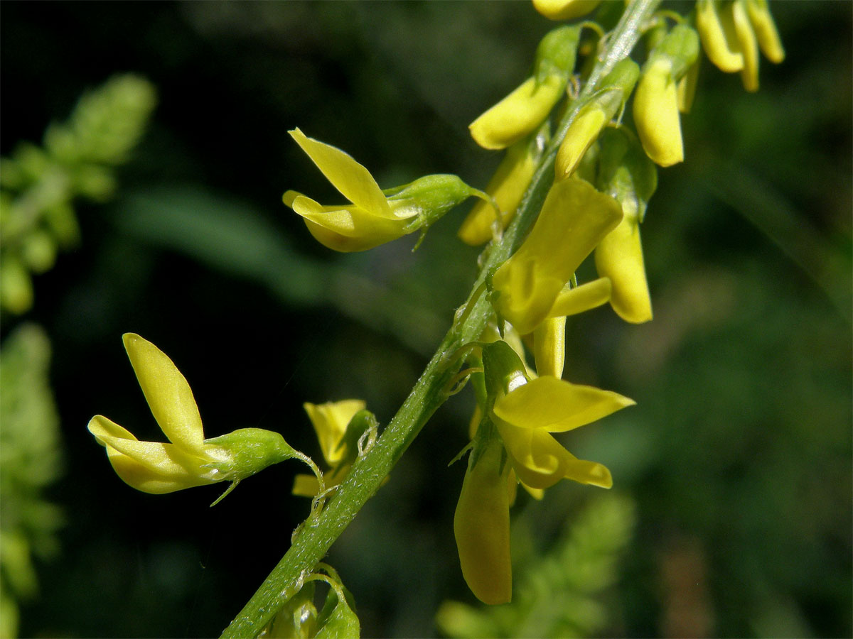 Komonice lékařská (Melilotus officinalis (L.) Palas)