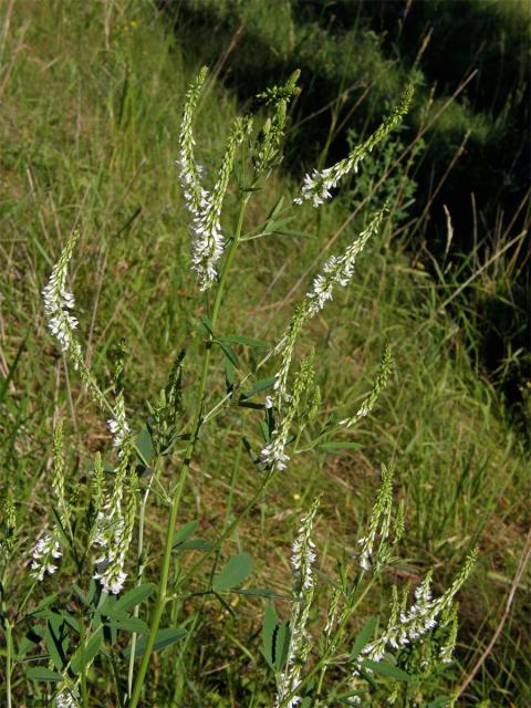 Komonice bílá (Melilotus albus Med.)