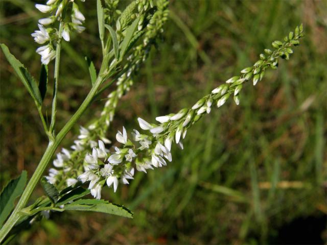 Komonice bílá (Melilotus albus Med.)