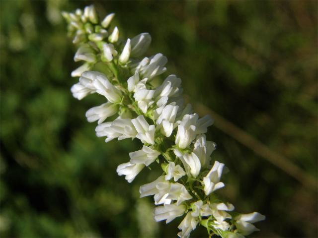 Komonice bílá (Melilotus albus Med.)