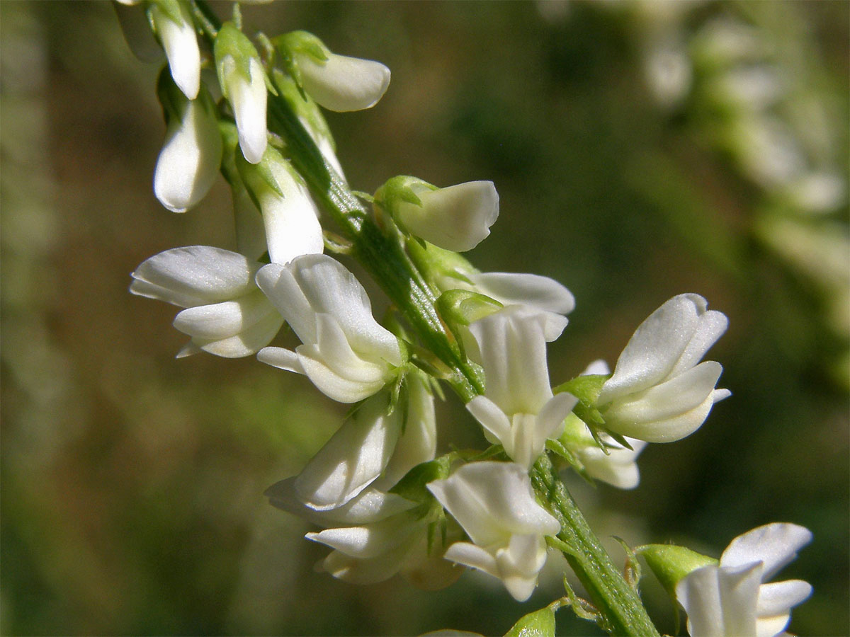 Komonice bílá (Melilotus albus Med.)