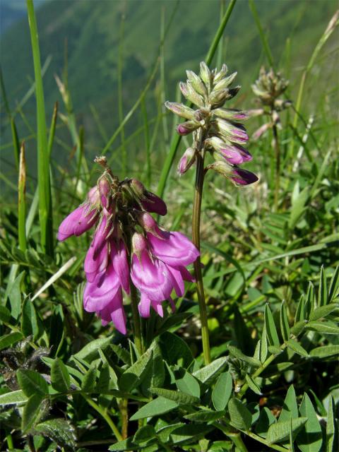 Kopyšník tmavý (Hedysarum hedysaroides (L.) Sch. et Thell.)